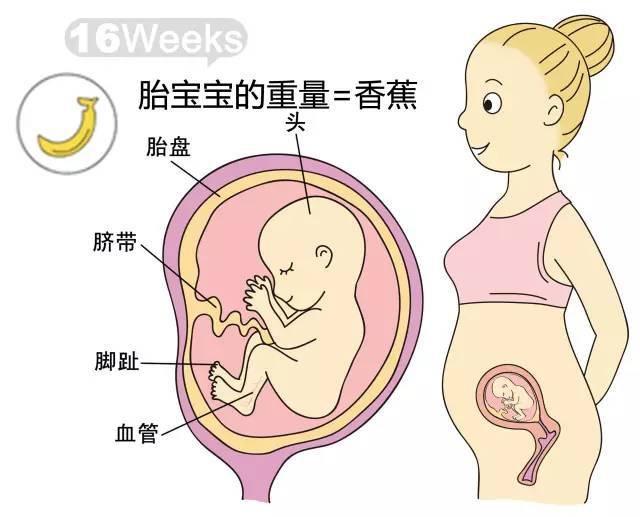 关于怀孕七个月胎儿的双顶径正常值的研究