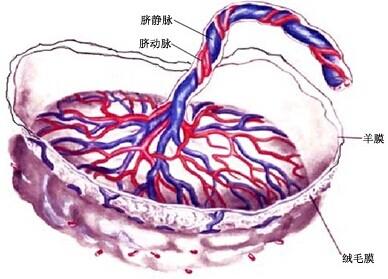 三个月胎盘的成长与发育