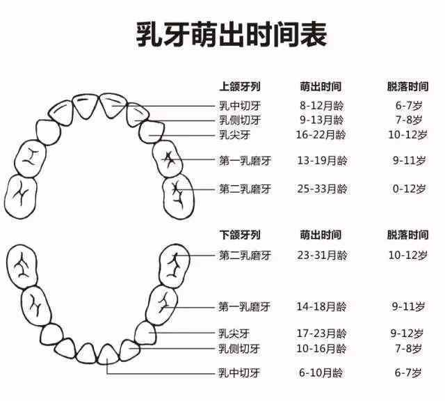 婴儿长牙的时间及其相关因素解析