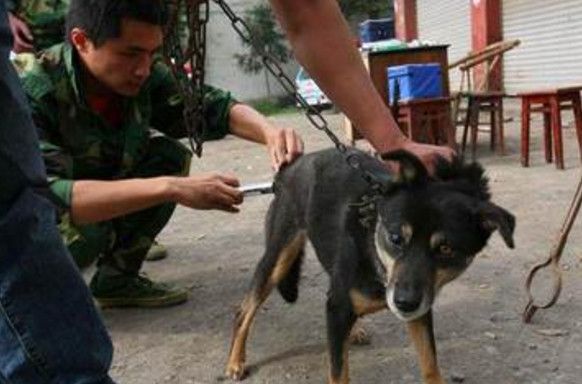 关于狗几个月打狂犬疫苗的探讨