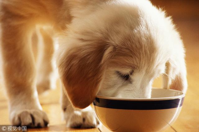 一个月大的狗狗的饮食指南，新生犬的营养需求与喂养建议