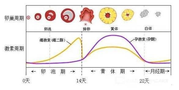 一个月不排卵是否正常，深度解析女性生理周期