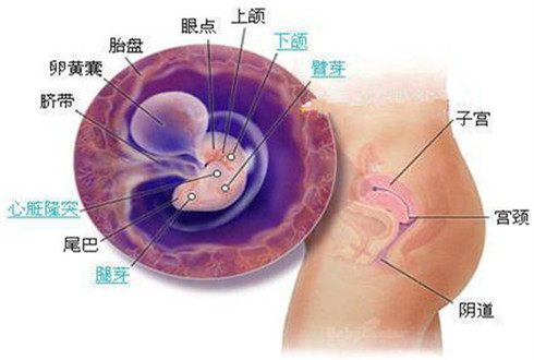 孕期二个月胎儿图像，揭秘胎儿的早期发展