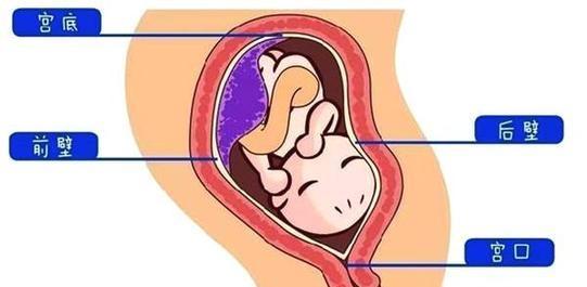 六个月孕期肚子大小详解，图片与知识科普